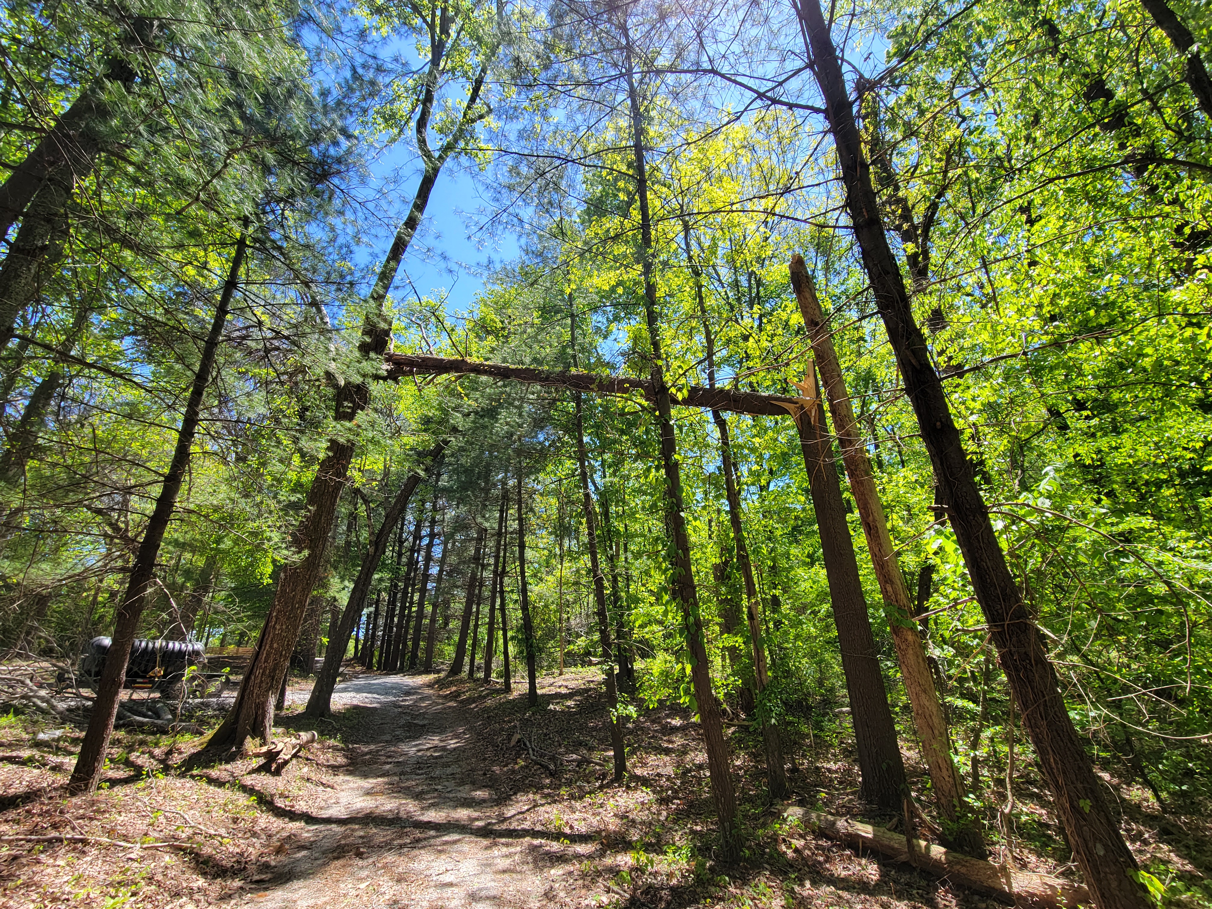 Cathedral of the forest